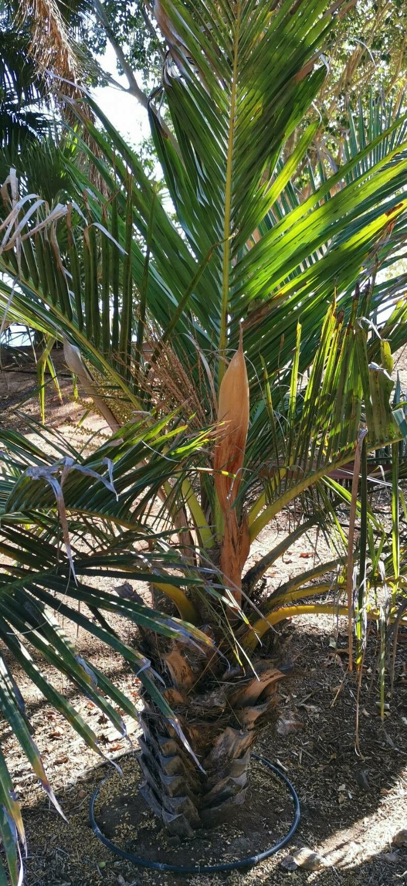 Jubaeopsis caffra habit