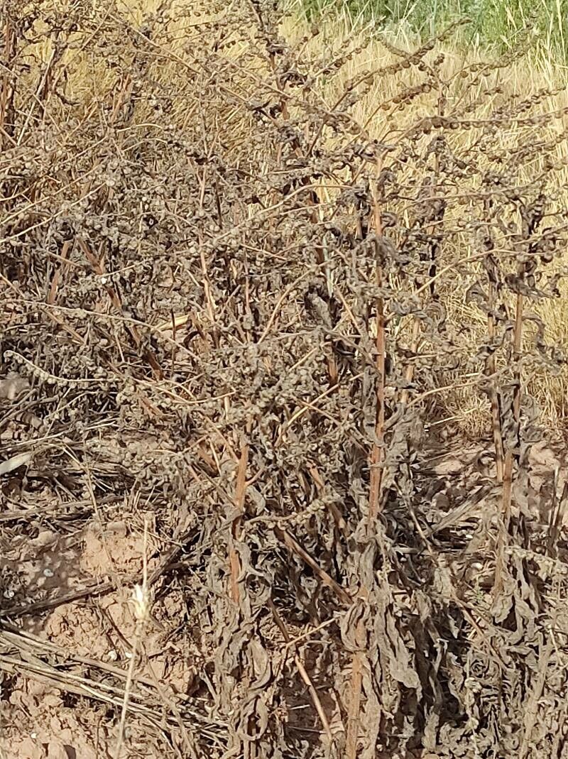 Hackelia deflexa habit