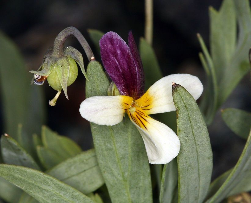 Viola hallii flower