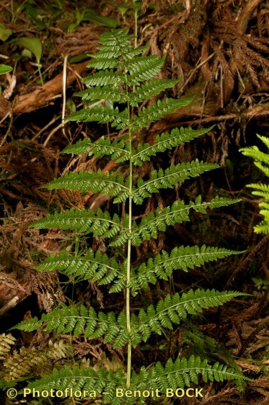 Dryopteris crispifolia habit
