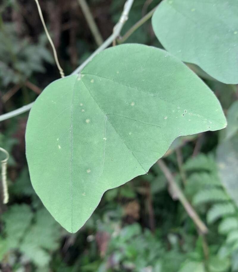 Passiflora urnifolia leaf