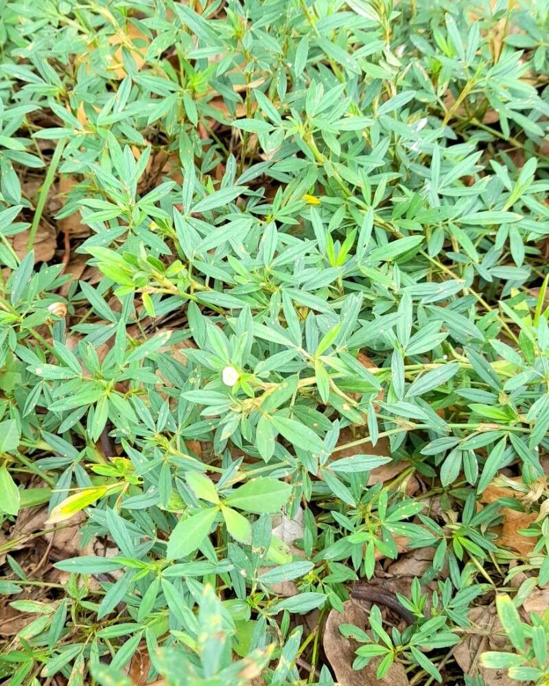 Stylosanthes hamata habit