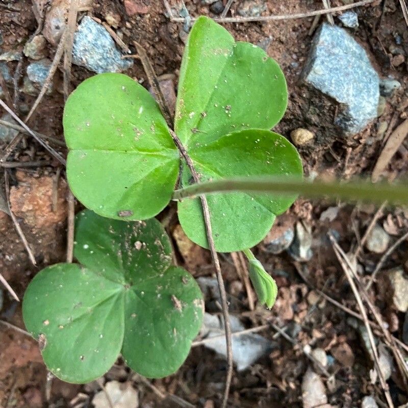 Oxalis articulata leaf