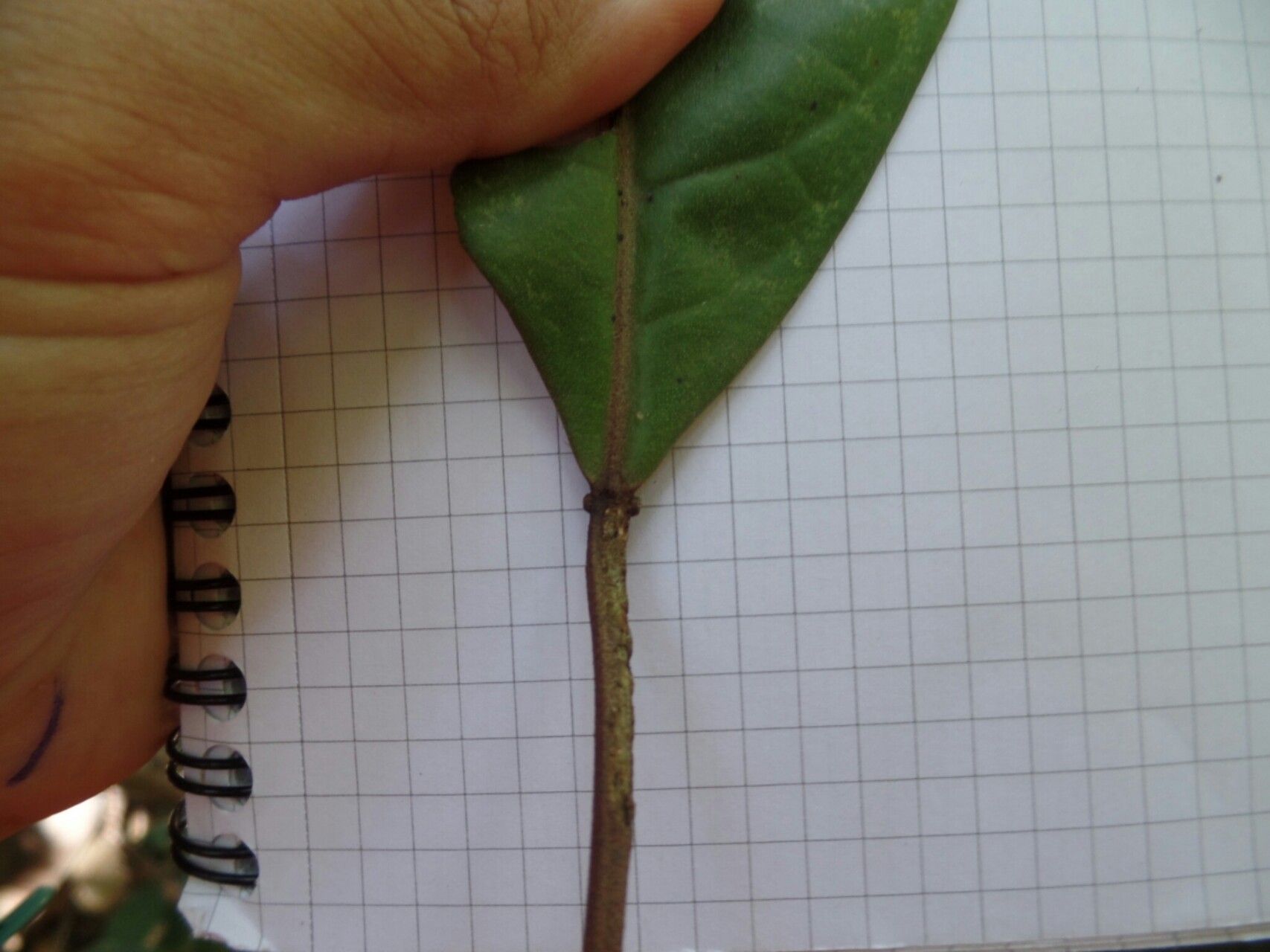 Croton chrysodaphne leaf