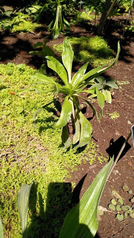 Plantago malato-belizii habit