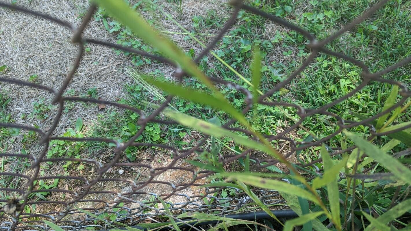 Eurybia hemispherica — related species from the same genus