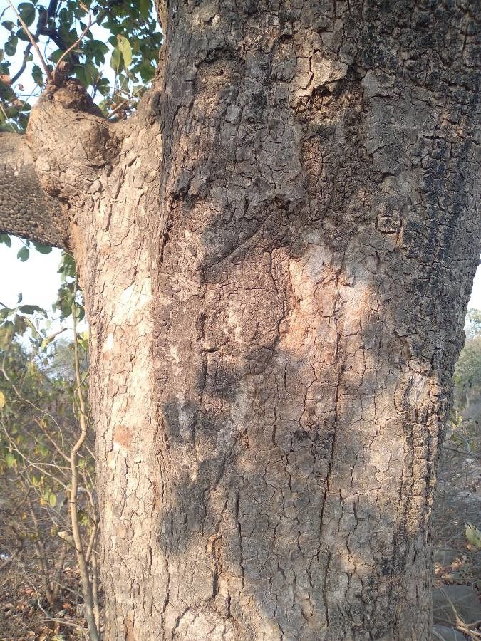Madhuca longifolia bark