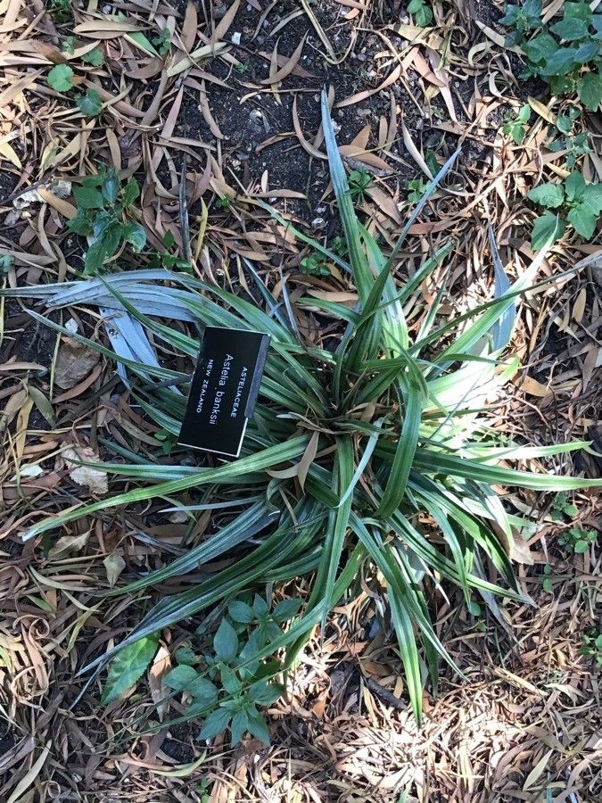 Astelia banksii — related species from the same genus