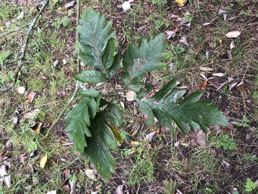 Hedlundia pseudofennica — search result for 'Hedlundia'