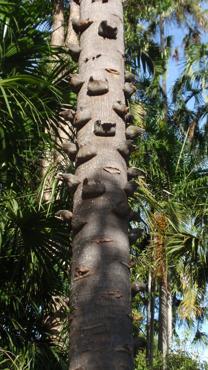 Livistona humilis bark