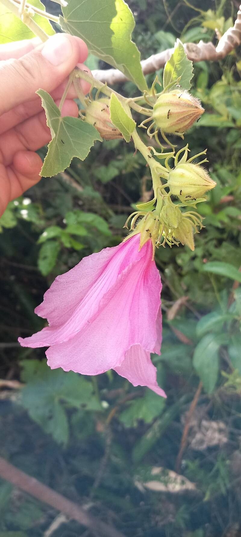 Hibiscus bifurcatus flower
