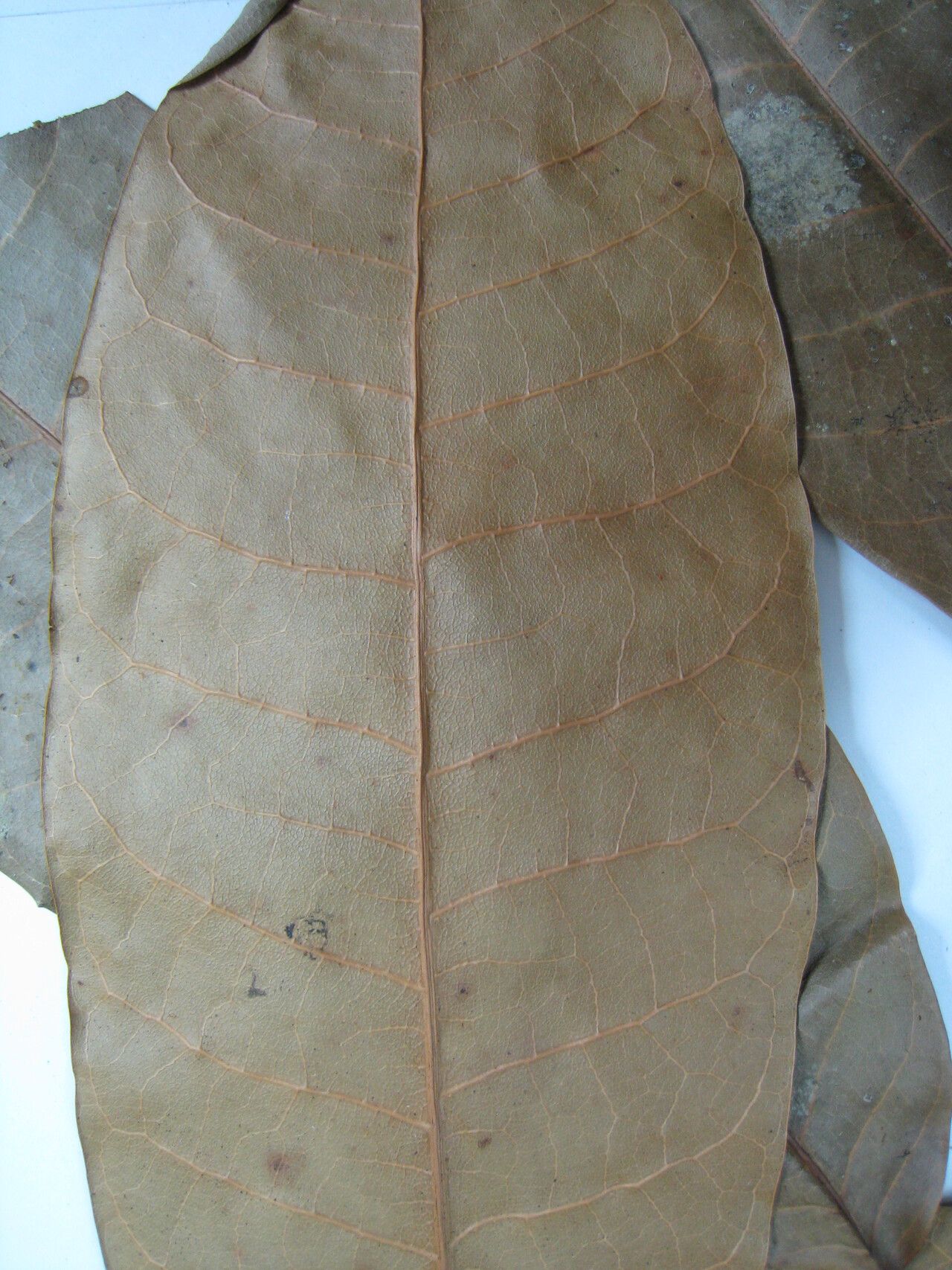 Protium giganteum other