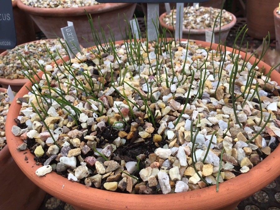 Narcissus cantabricus leaf