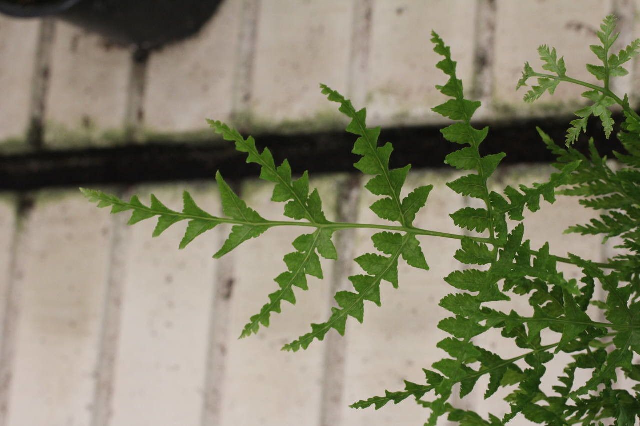 Pteris dentata leaf