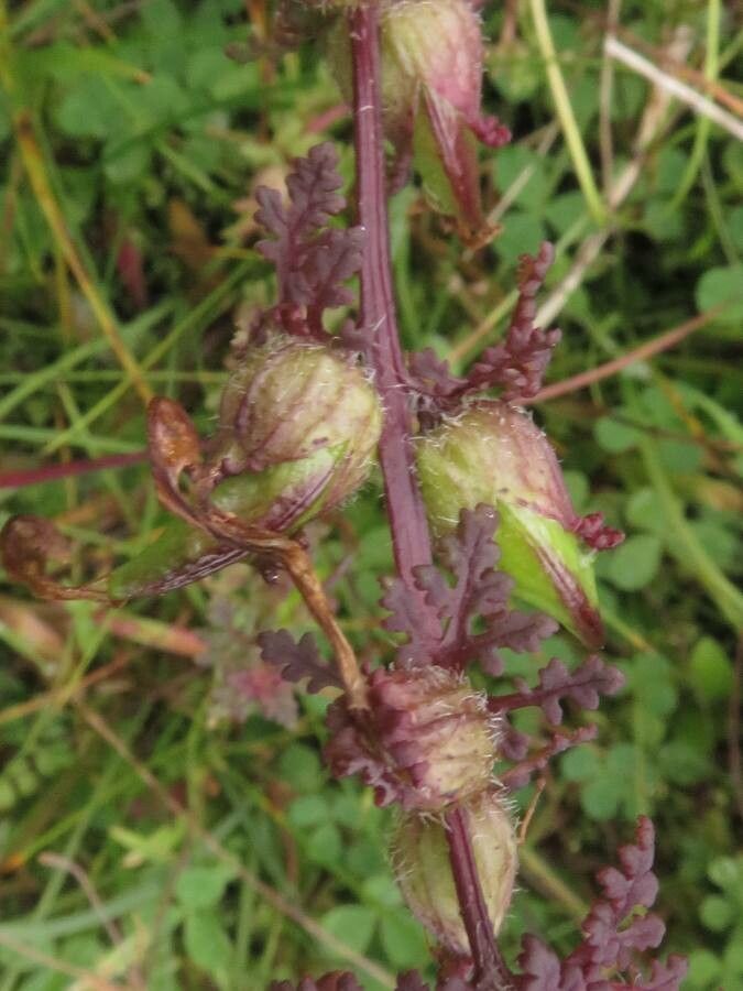 Pedicularis palustris fruit