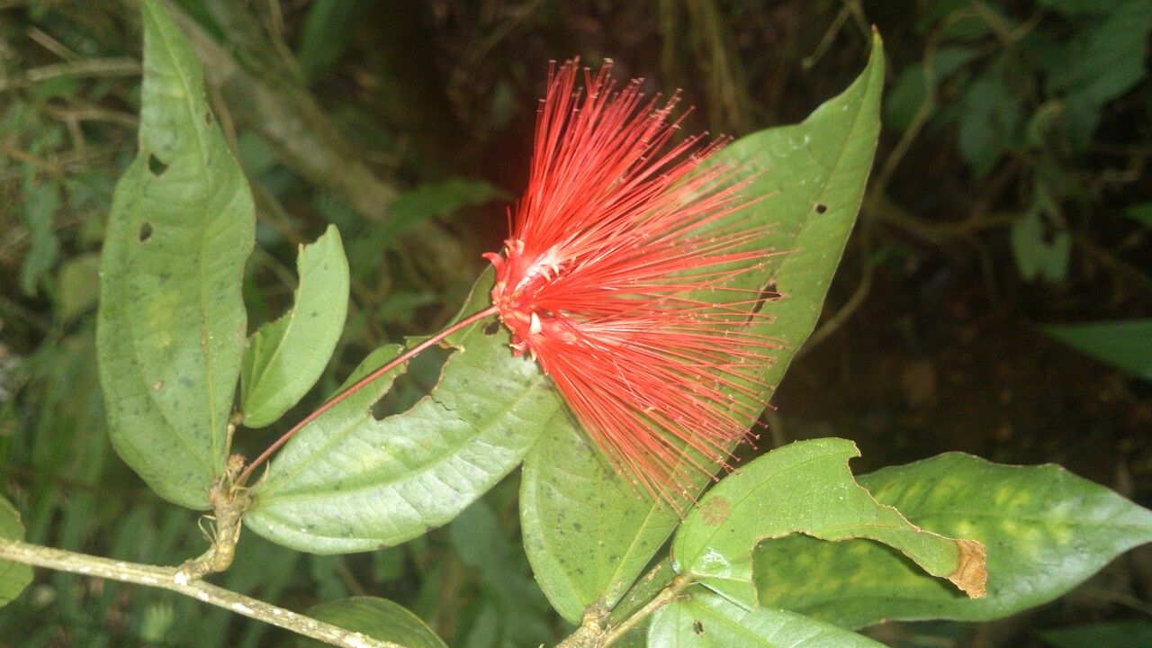 Calliandra brenesii — related species from the same genus