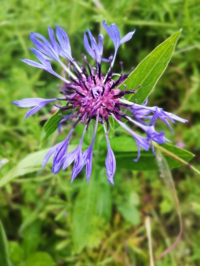 Cyanus graminifolius flower