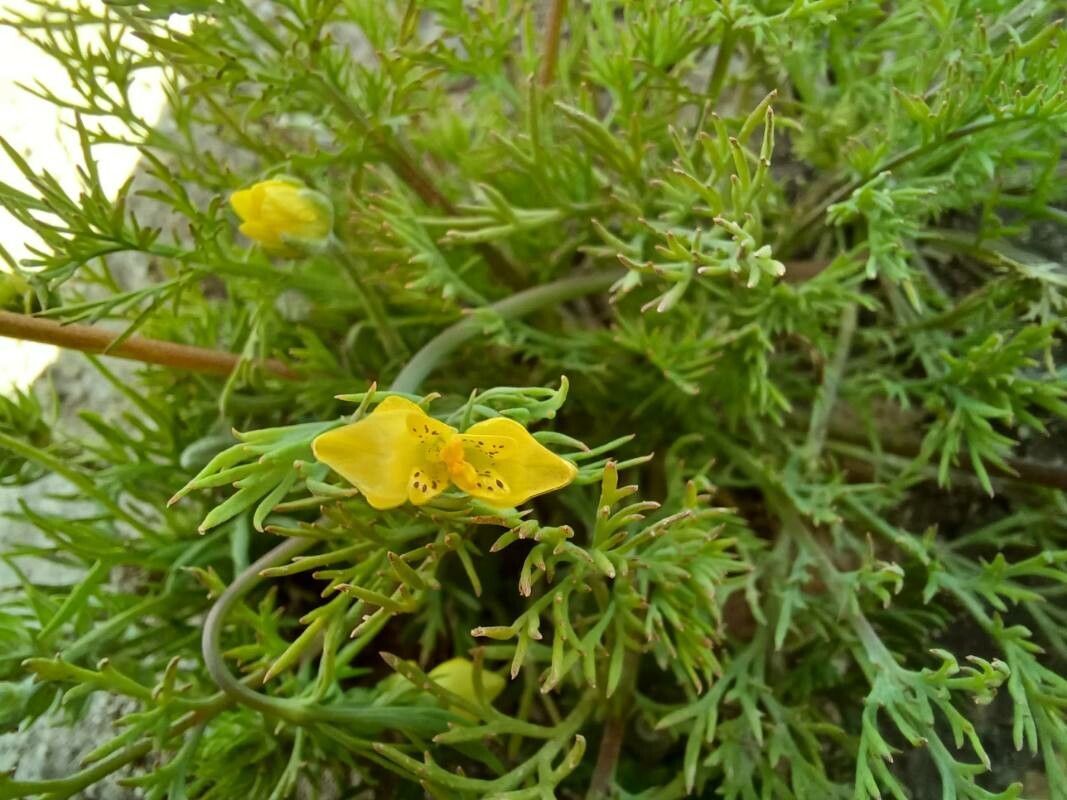 Hypecoum pendulum flower