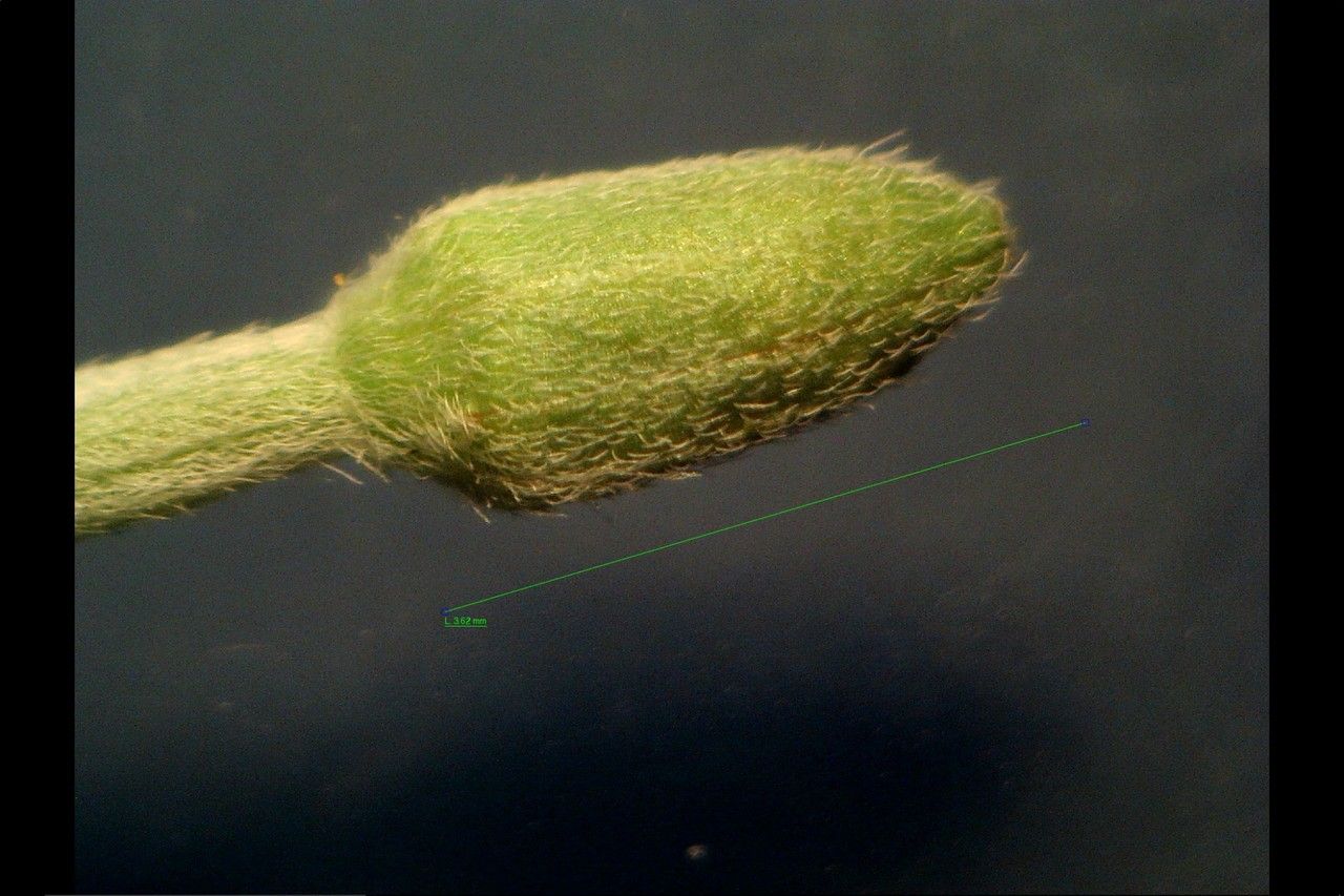 Epilobium obscurum fruit
