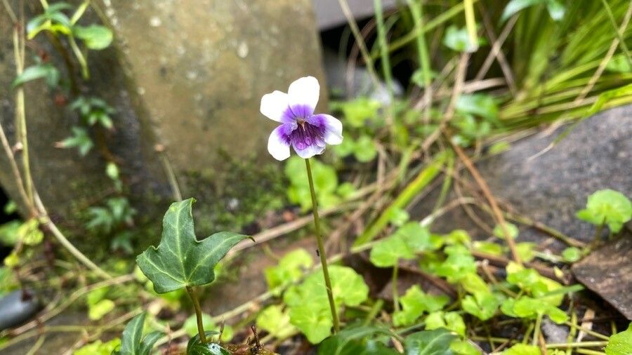 Viola hederacea flower