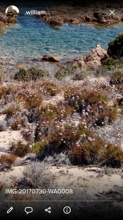 Armeria sardoa other