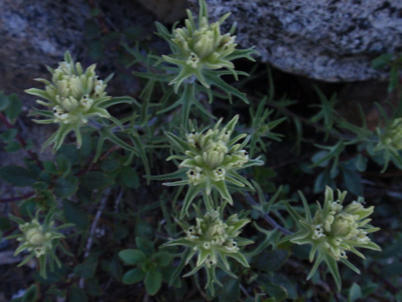 Castilleja nana habit
