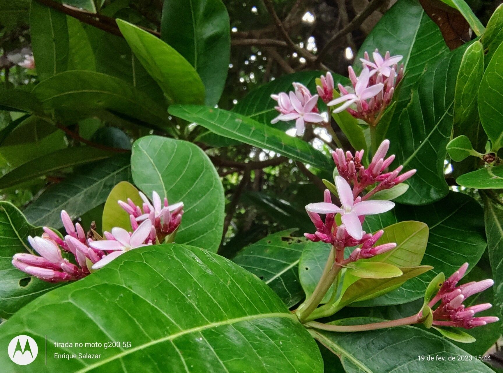 Couma utilis — related species from the same genus