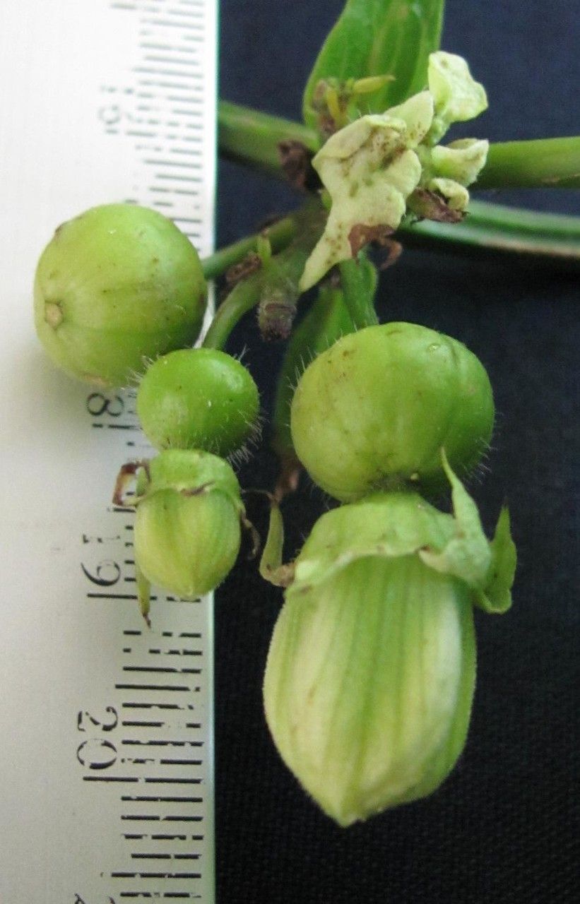 Cayaponia granatensis — houseplant care guide