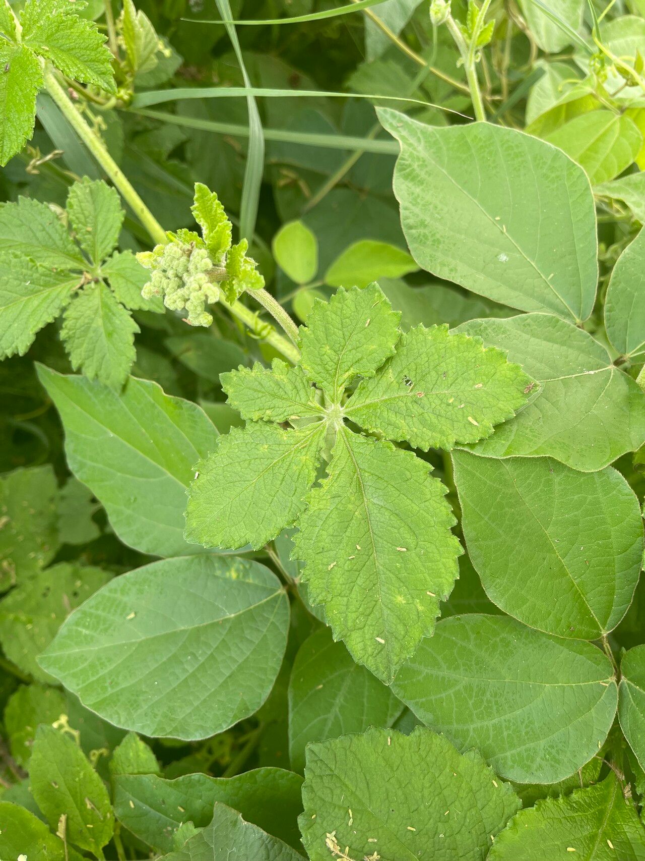 Cyphostemma buchananii leaf