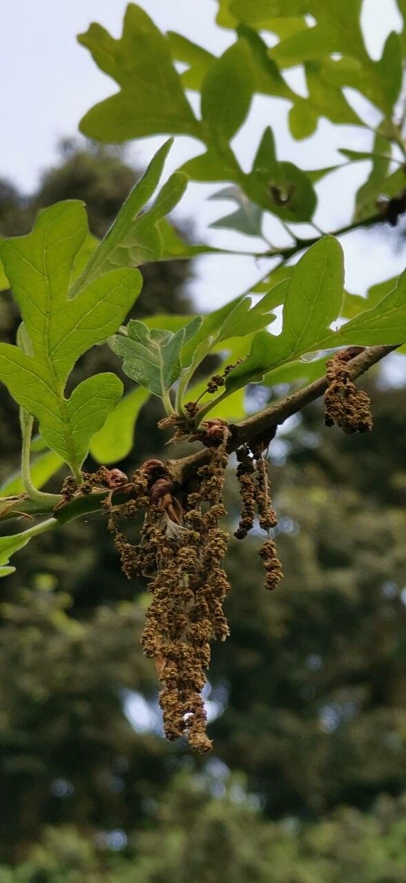 Quercus gambelii flower