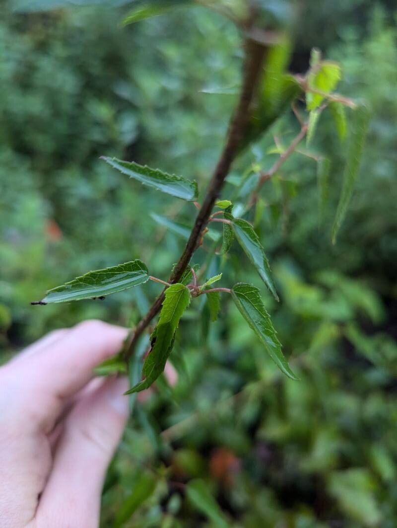 Hibiscus dasycalyx leaf