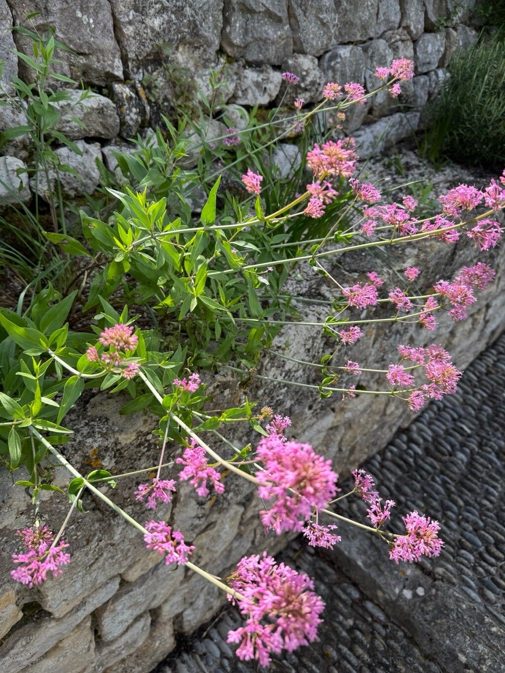 Valeriana sibthorpii habit
