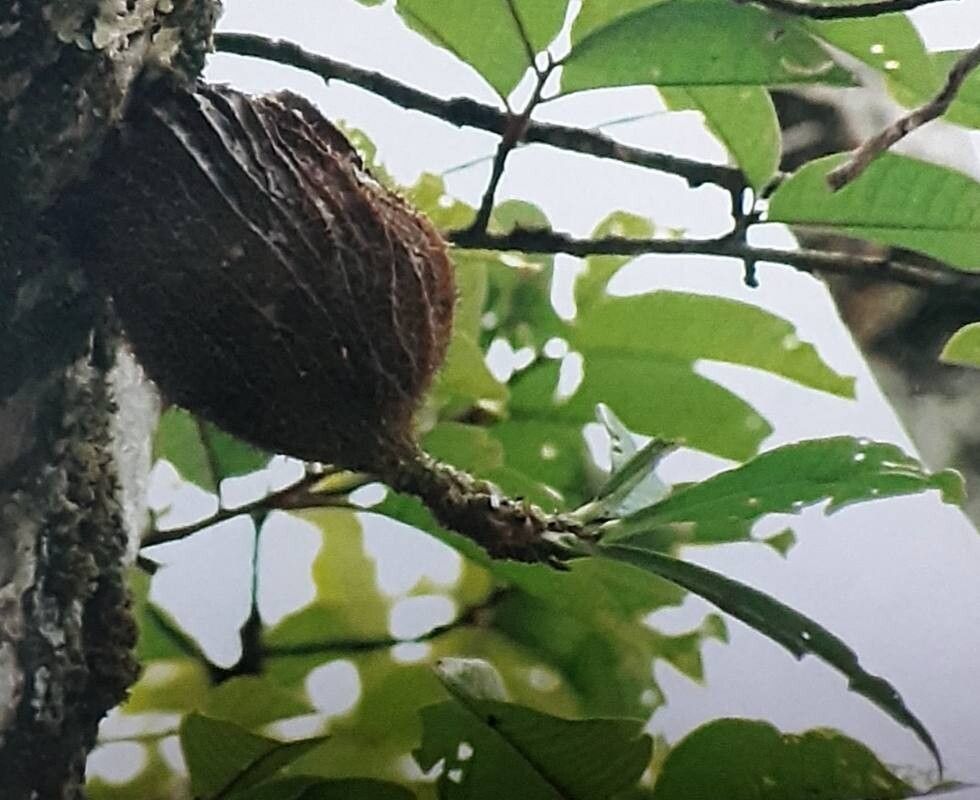 Myrmecodia pendens habit