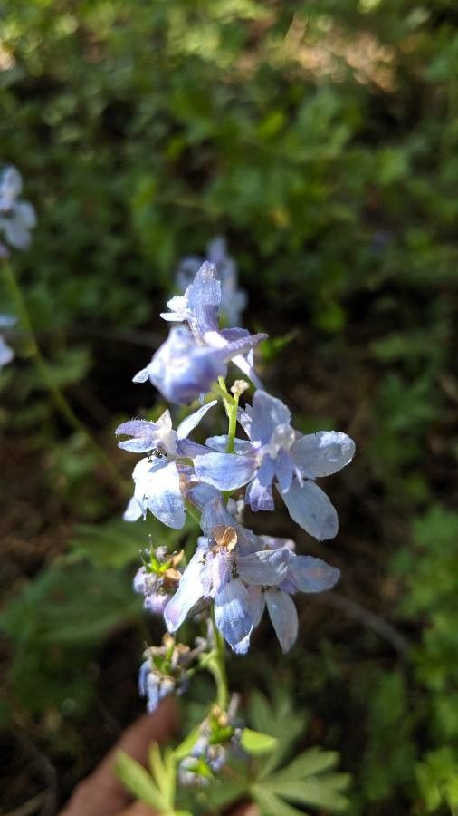 Delphinium hansenii flower
