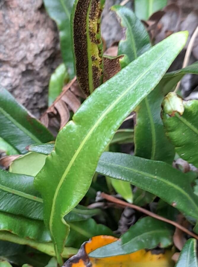 Elaphoglossum gayanum — houseplant care guide