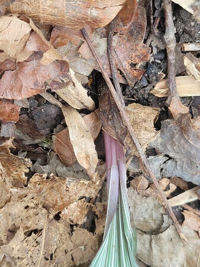 Aplectrum hyemale other