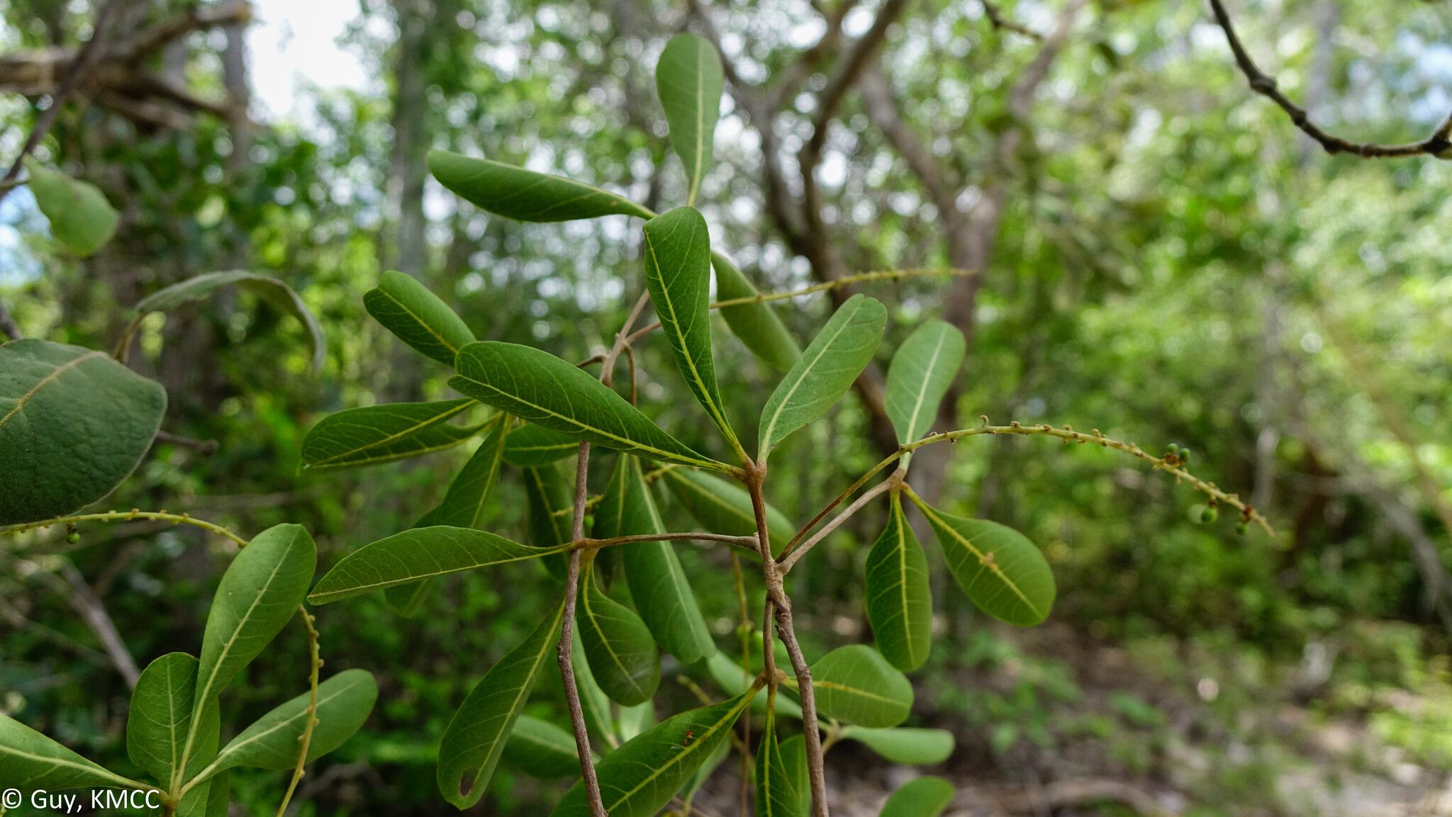 Allophylus bongolavensis leaf