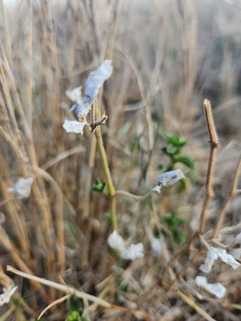 Dicliptera napierae fruit