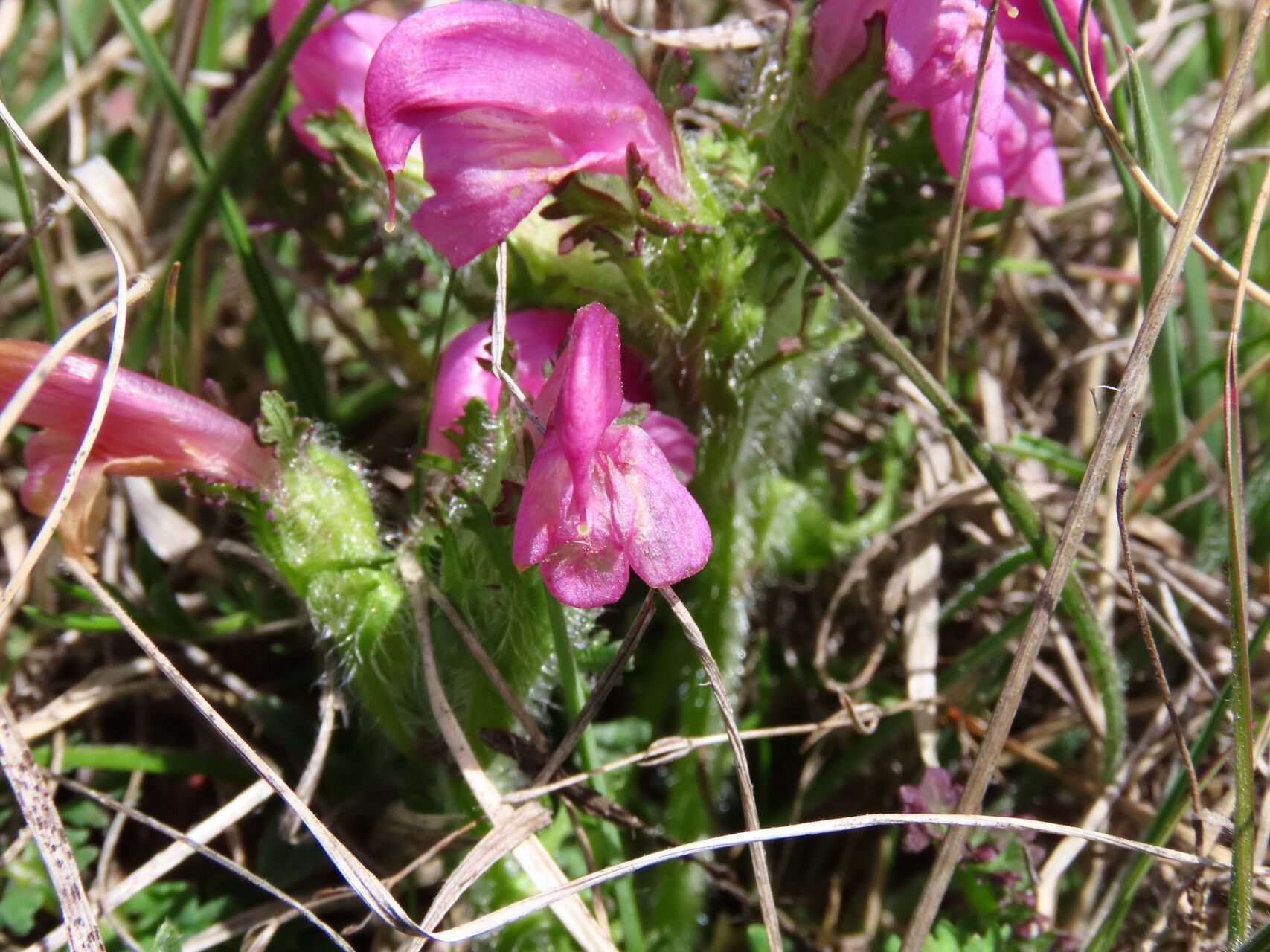 Pedicularis elegans flower