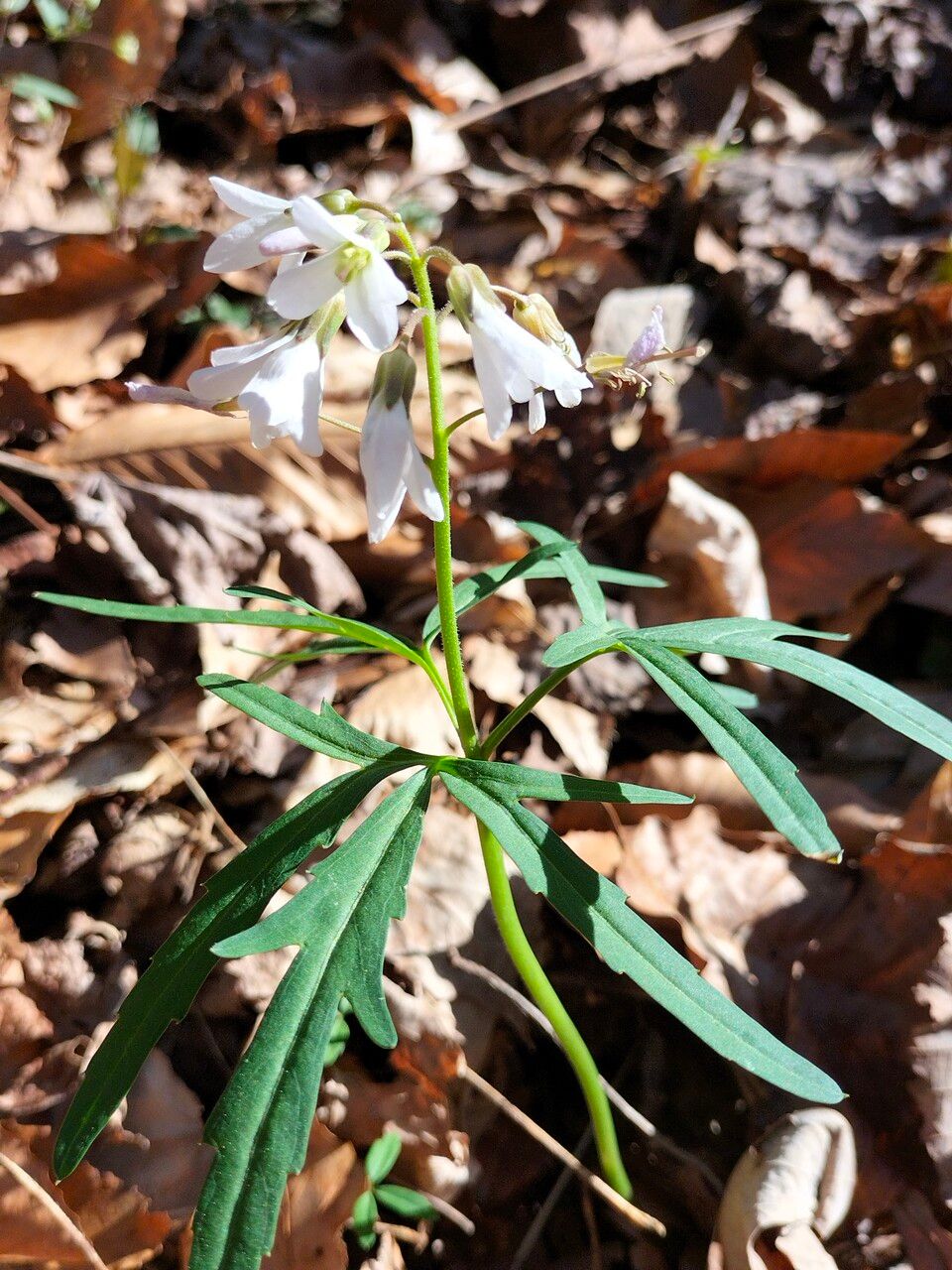 Cardamine concatenata flower