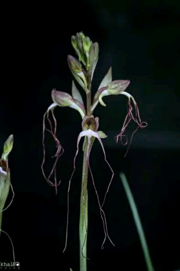 Himantoglossum comperianum — related species from the same genus