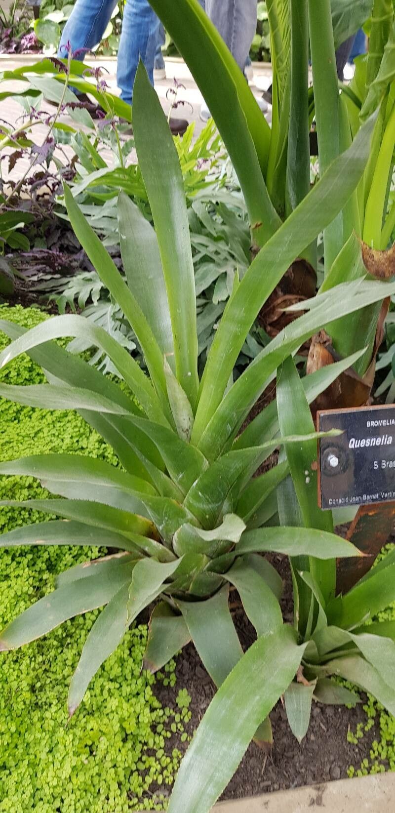 Quesnelia testudo habit