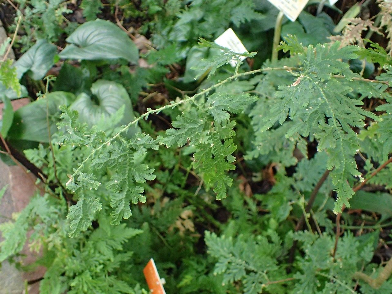 Selaginella pulcherrima habit