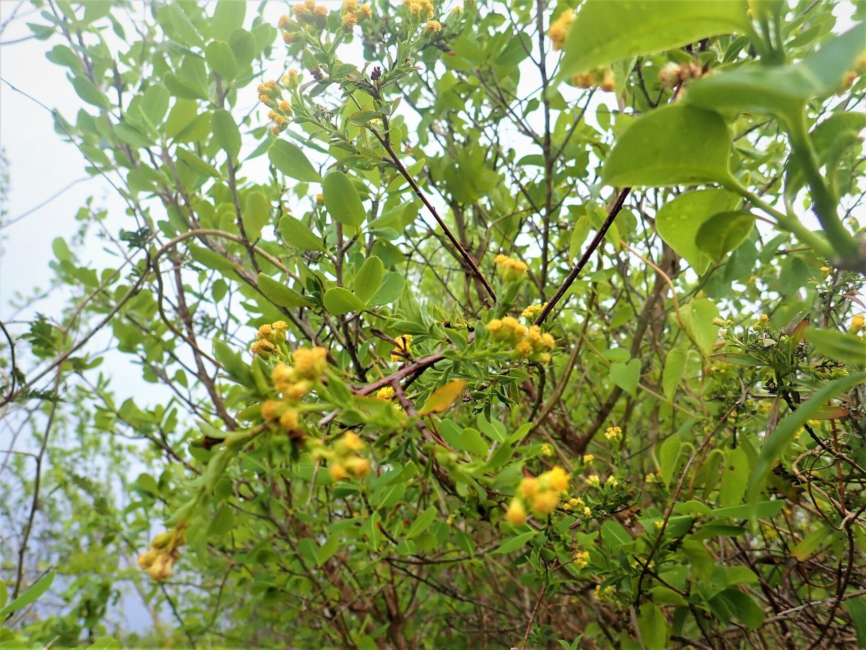 Psiadia nigrescens — houseplant care guide