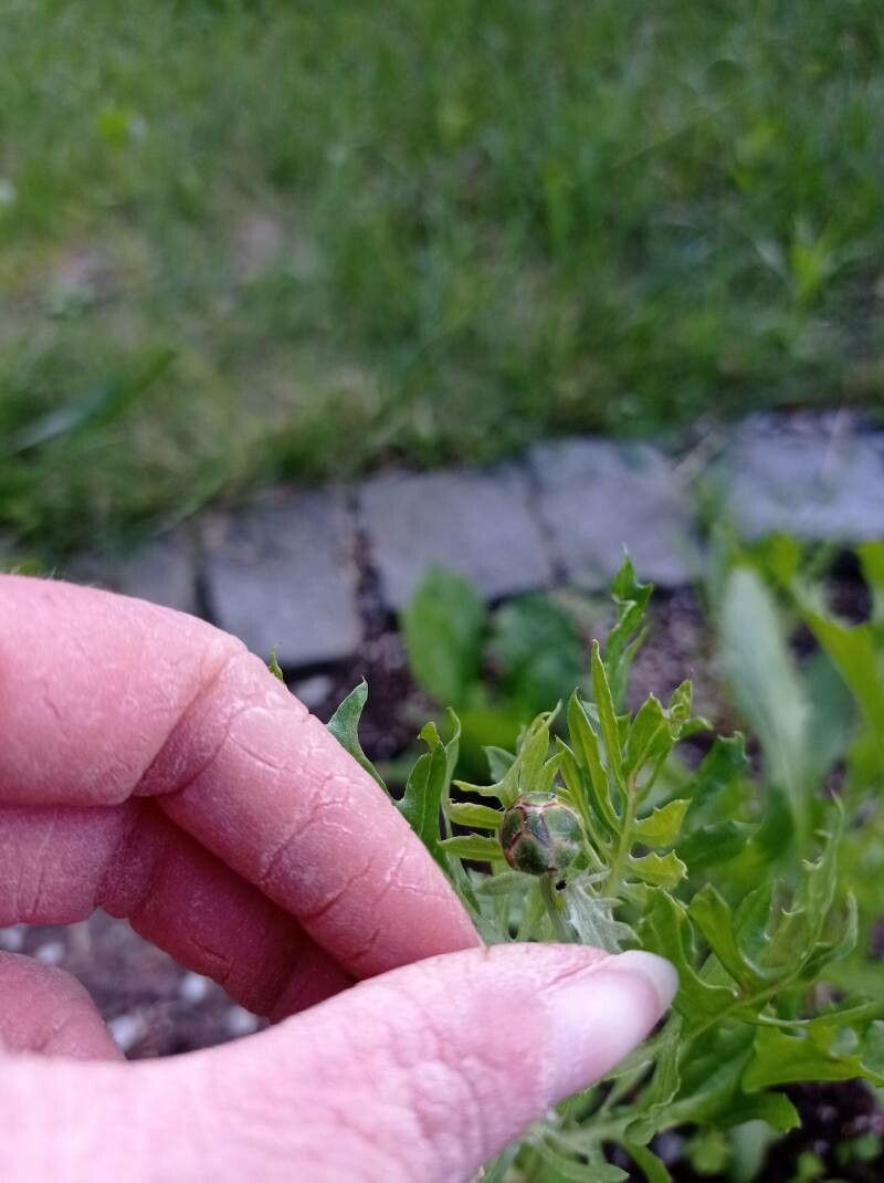 Centaurea imperialis flower
