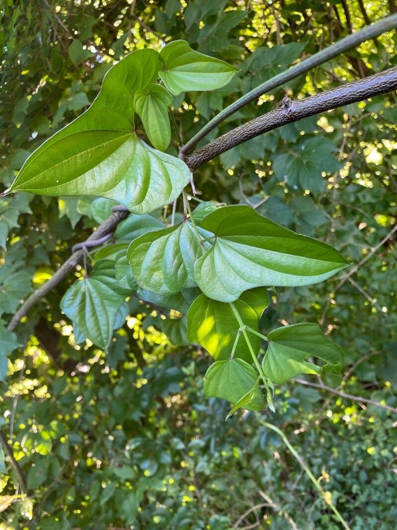 Dioscorea oppositifolia leaf