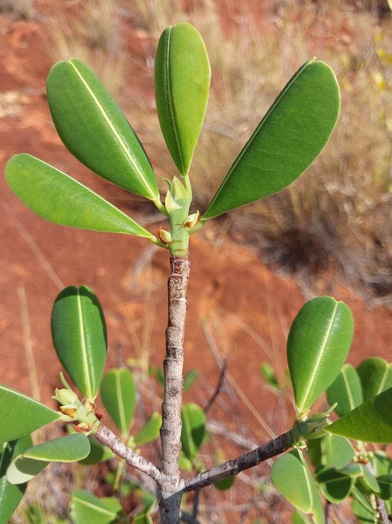 Erythroxylum leandrianum other