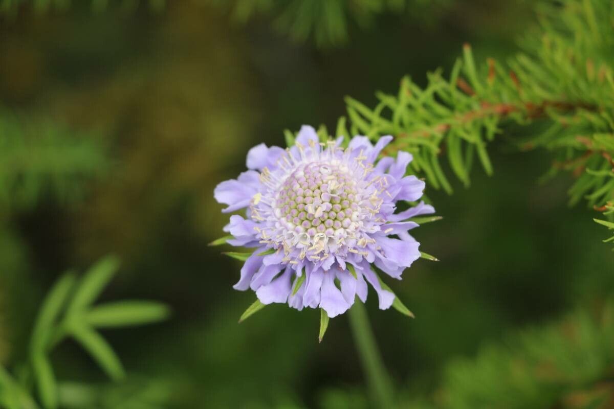 Scabiosa japonica flower