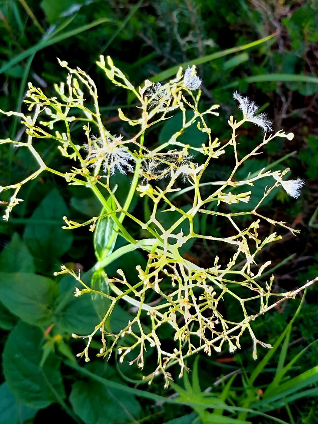 Valeriana montana fruit