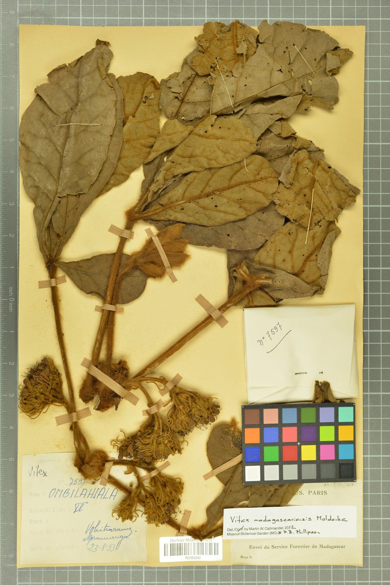 Vitex madagascariensis — houseplant care guide